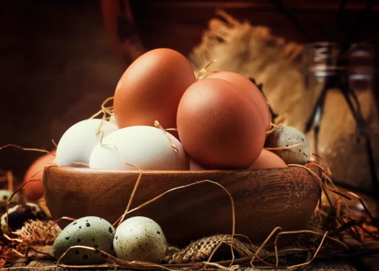 comer ovos todos os dias